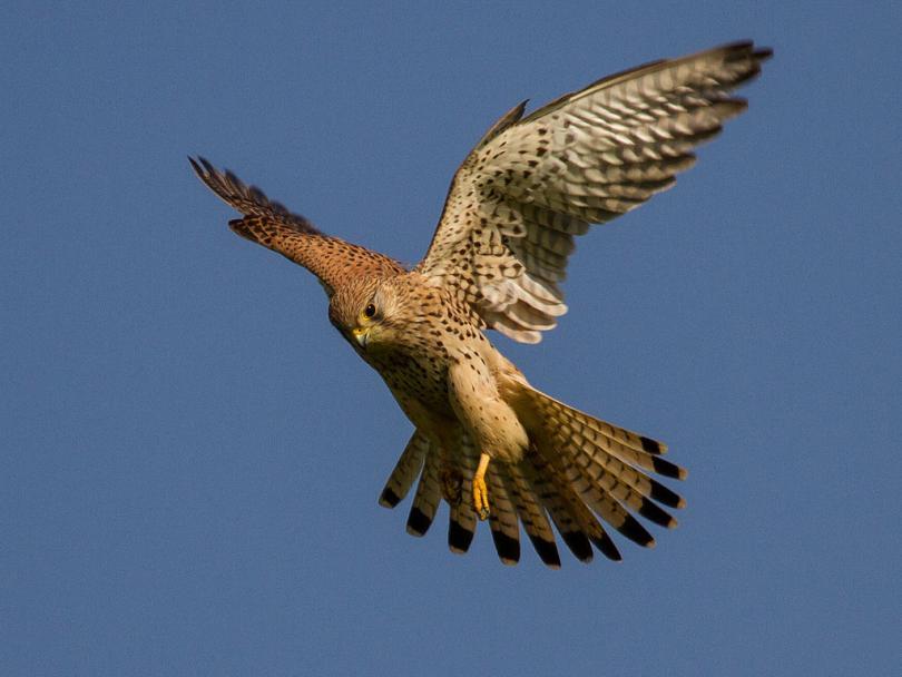 https://upload.wikimedia.org/wikipedia/commons/thumb/2/28/Common_kestrel_in_flight.jpg/1024px-Common_kestrel_in_flight.jpg