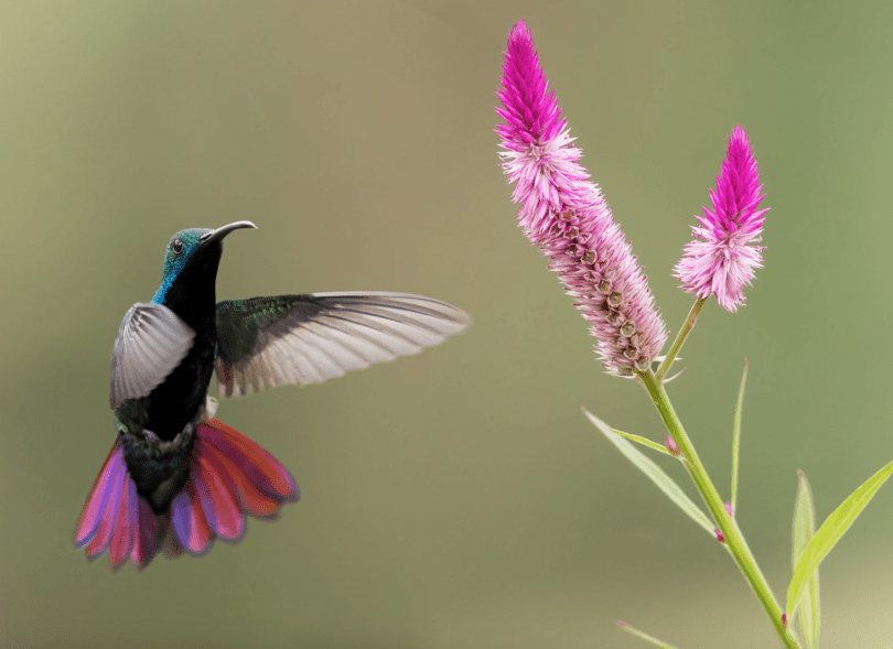 image of a Black Throated Mango hovering