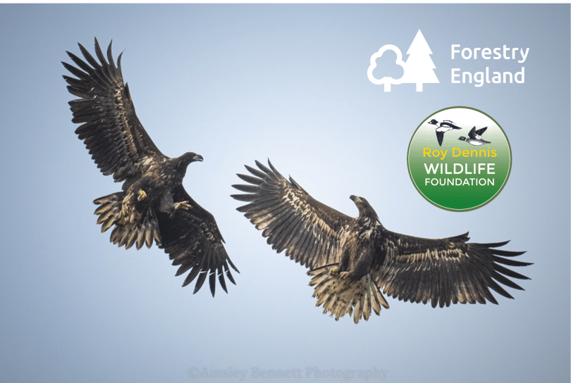 White-tailed Eagles