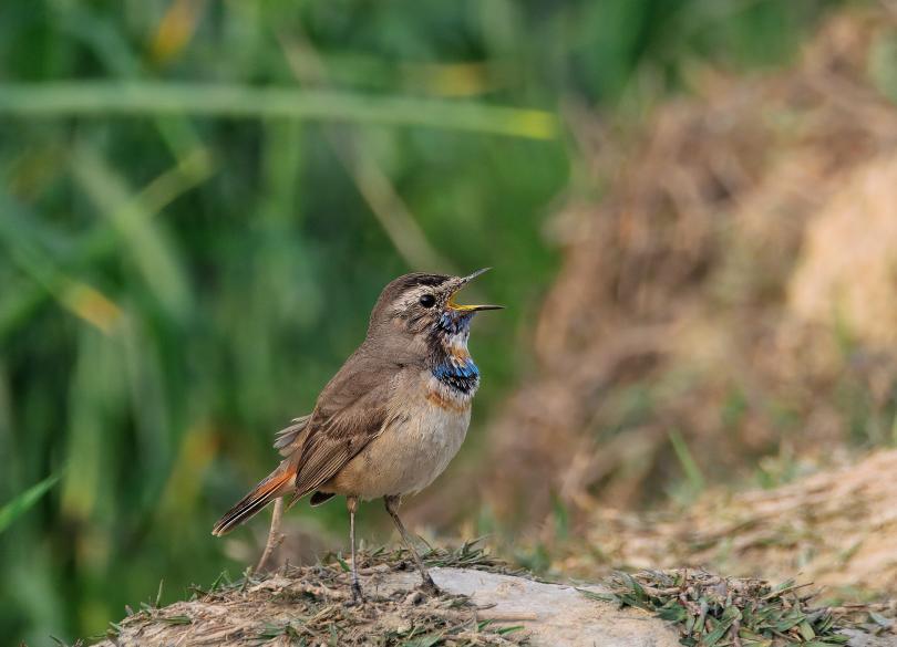 Bluethroat