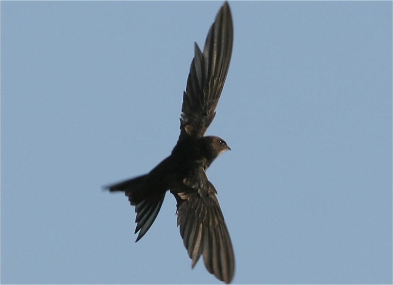 A Swift in flight