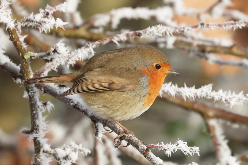 Robin on a frosty branch