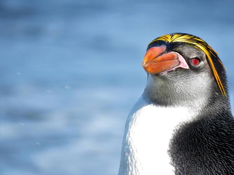 Macaroni Penguin looking slyly into the lens...