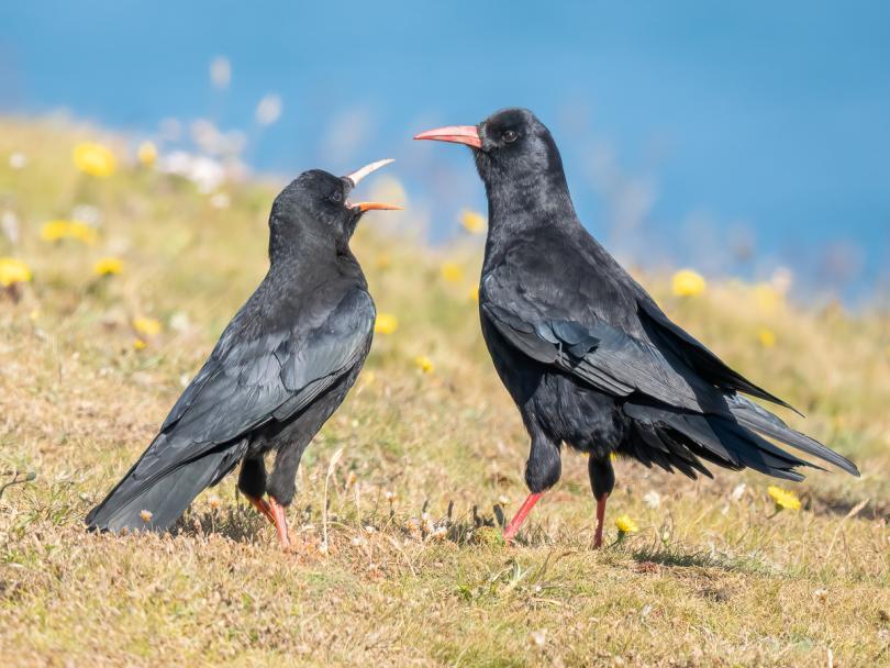 Adult and juvenile Chough against a grass and sea background