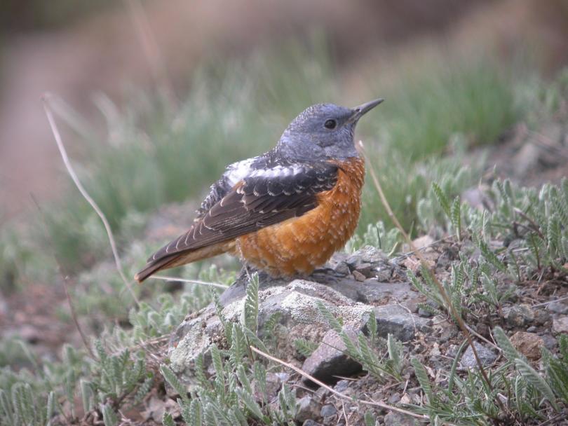 Blue Rock Thrush