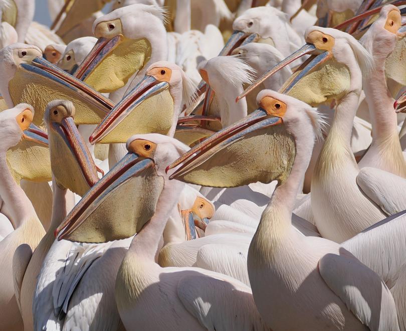 Image of many White Pelicans filling the frame