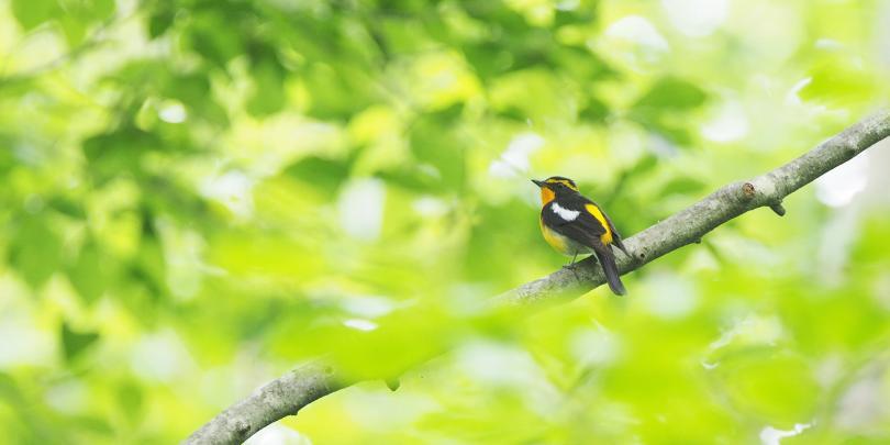 Narcissus Flycatcher, a small yellow and black bird against a green, leafy background