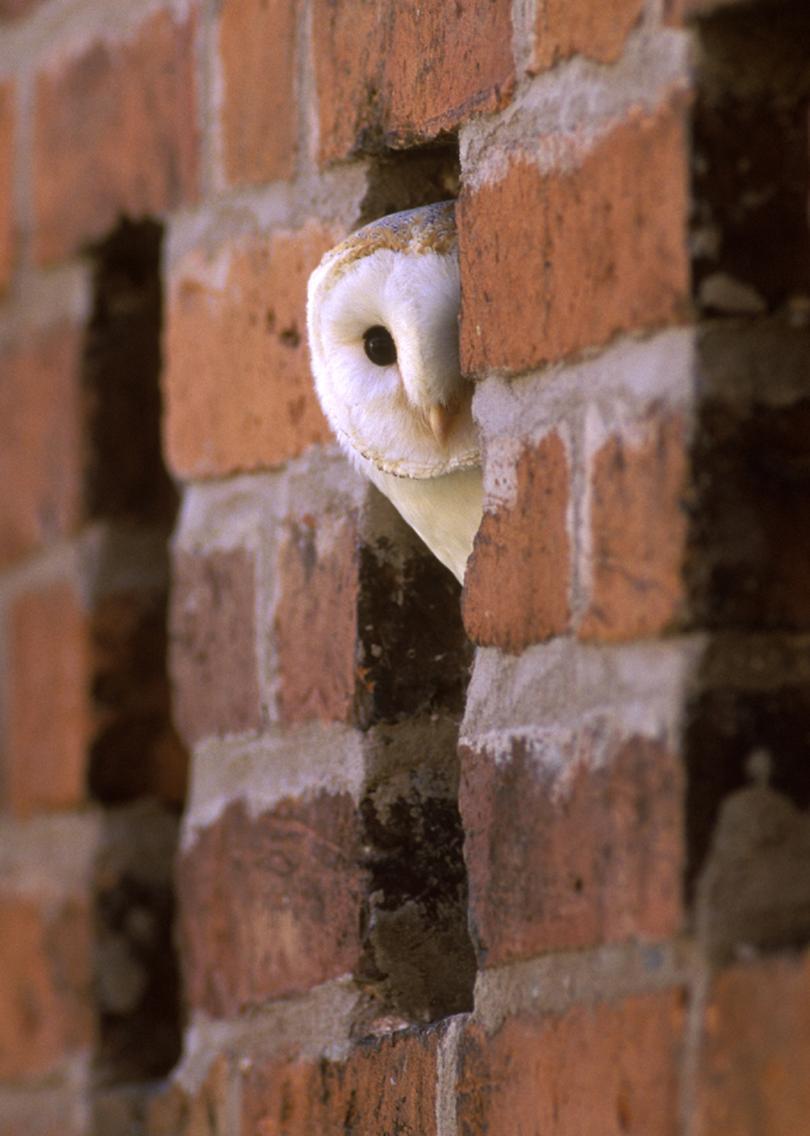 Barn Owl peering out of a brick window