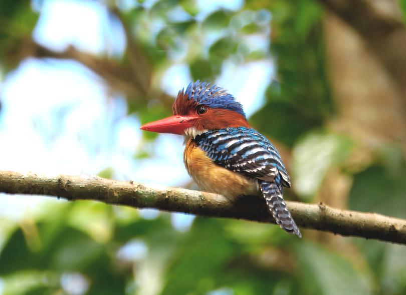A Banded Kingfisher in Vietnam