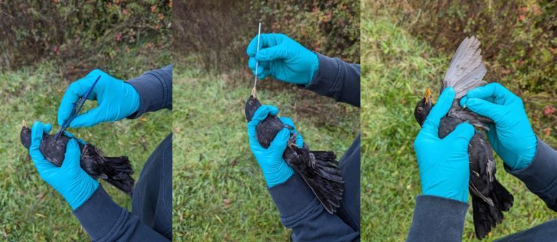 Blackbirds being handled by a researcher
