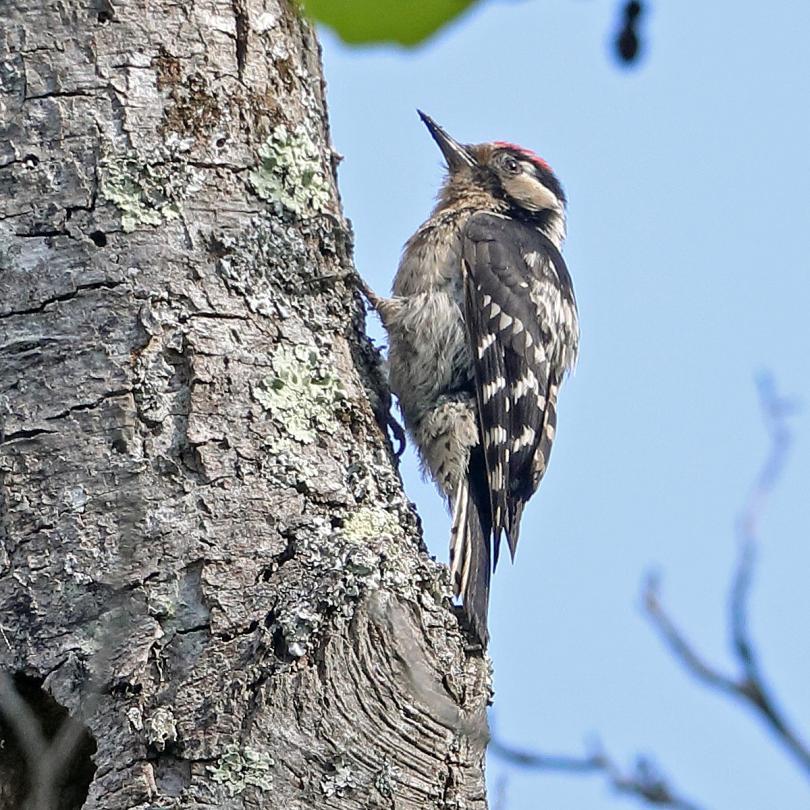 A Lesser Spotted Woodpecker percehd on a tree trunk