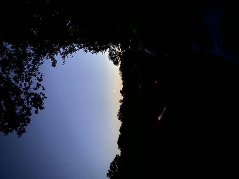 Bats at Fobney Meadow