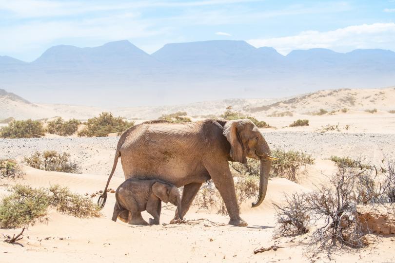desert elephant female and calf