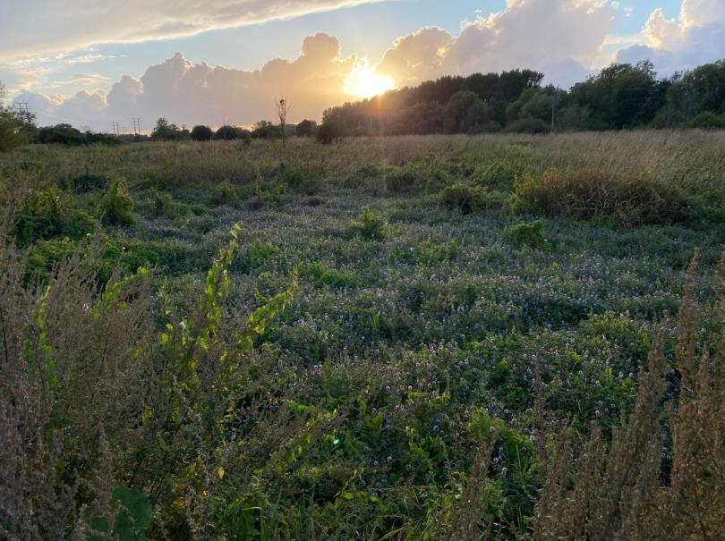 Sunset over a field