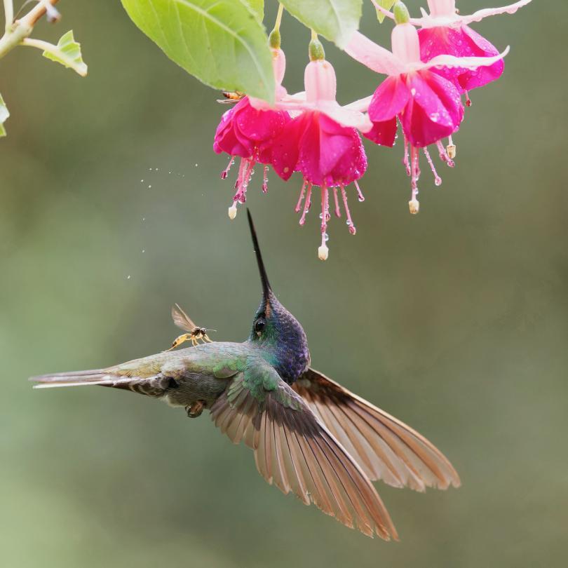 Green Backed Hillstar by Bryan Hutchings