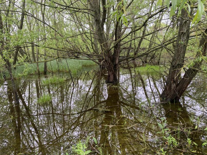 Kennet Meadows: Trees and Birdsong