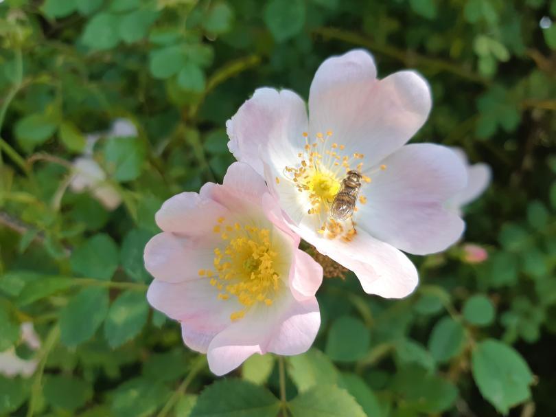 Nature Notes - Stories in the Plants