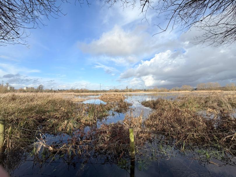 marsh