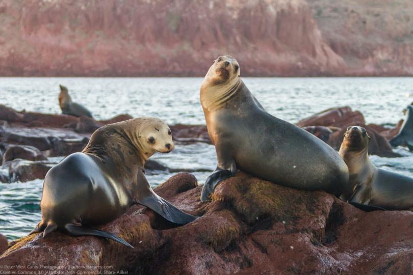 Californian sea lions sitting on a rock looking towards the camera
