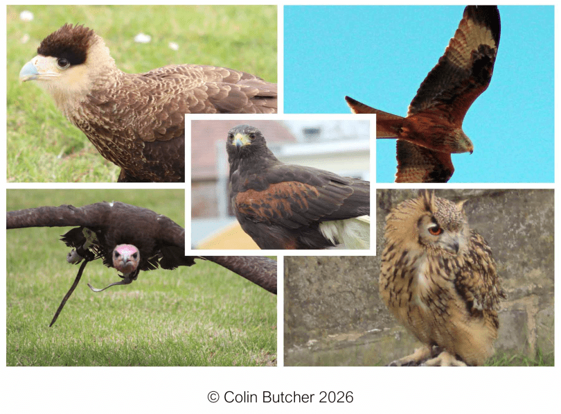 Montage of images of birds