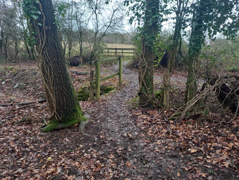 Fence in forest