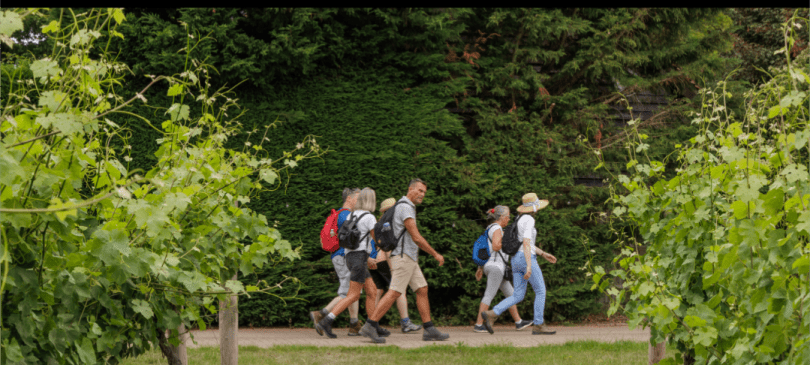 Walk Works Henley Vineyards Trail - from Fairmile to Oaken Grove