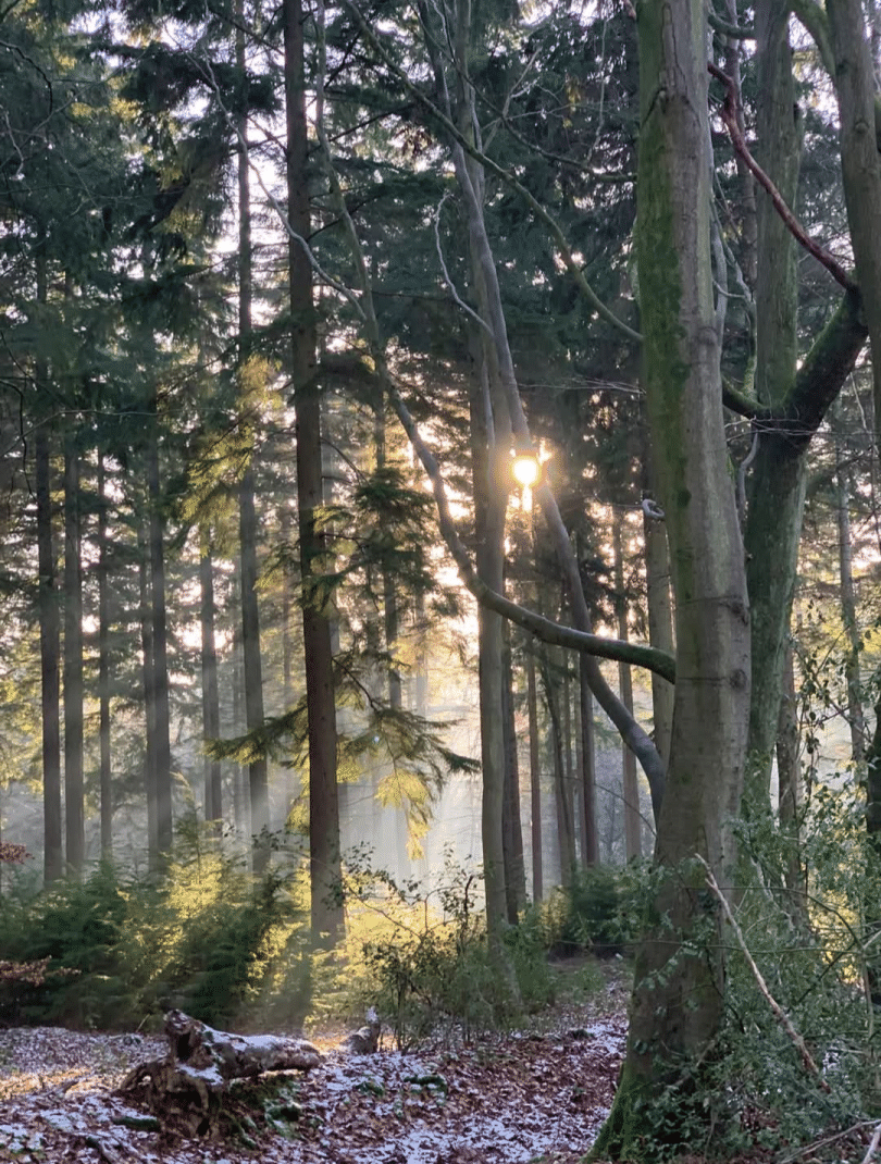 Kingwood Common woods