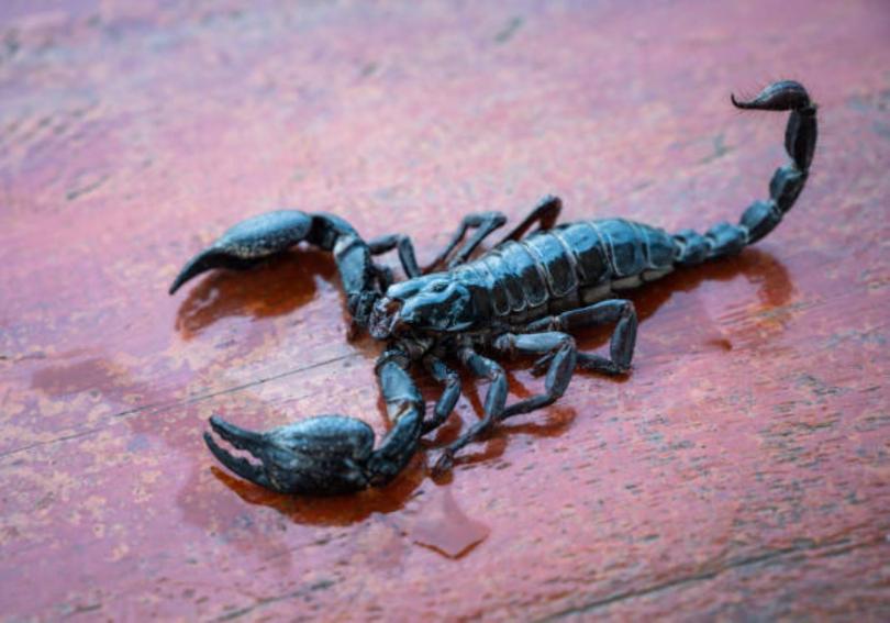 Theme Night at Readifolk