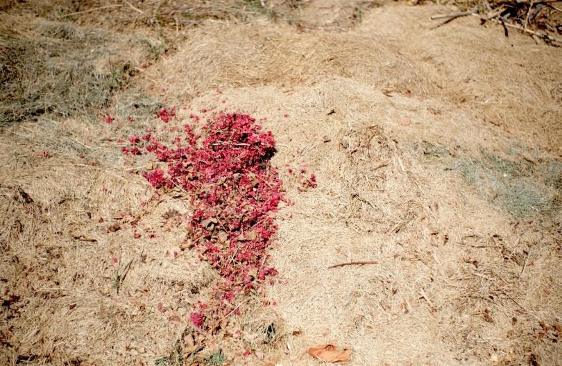 Image Credit: Simone Marconi