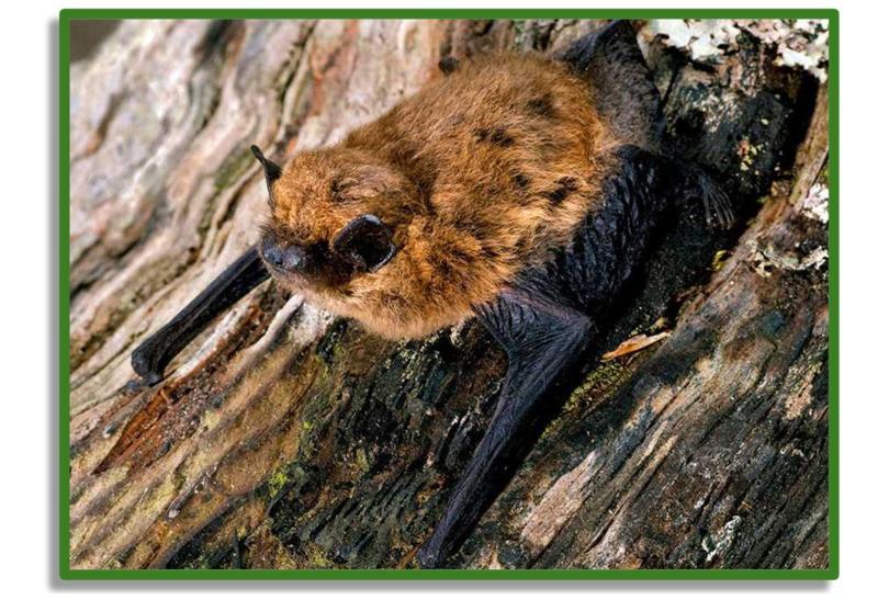 A bat resting against a tree