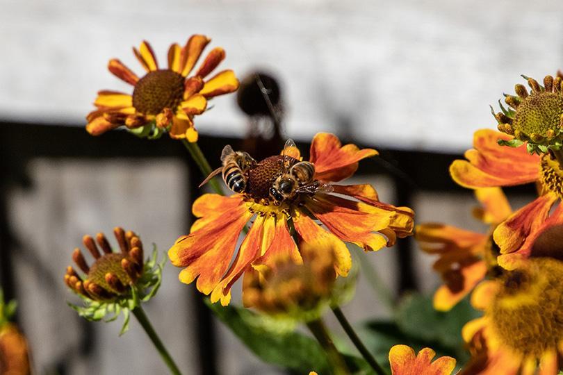 bee on sunflowers