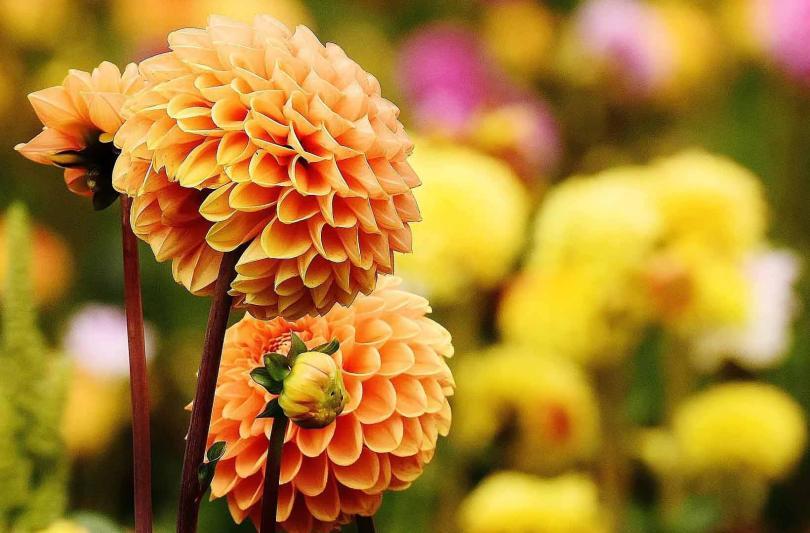Dahlia flowers - Suttons Seeds