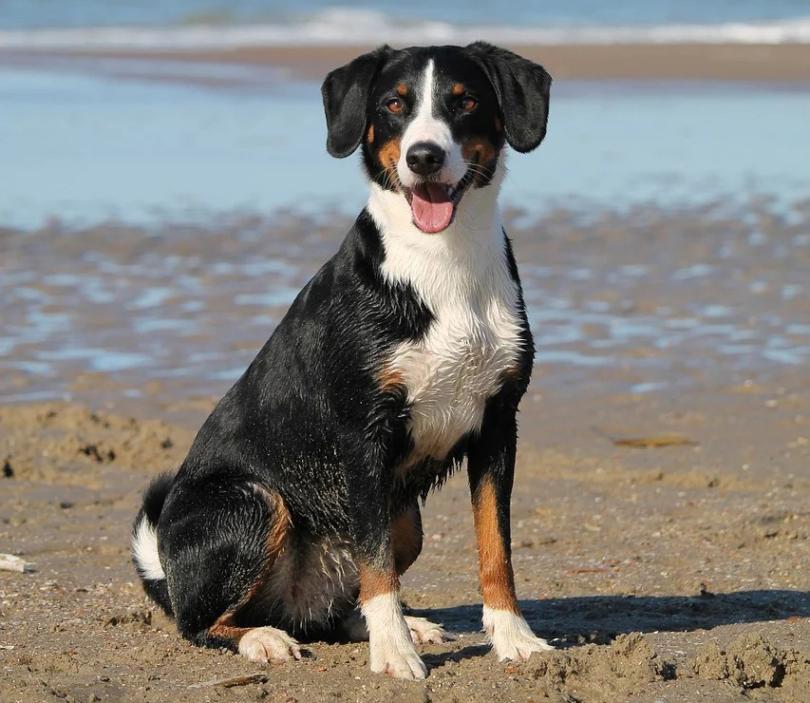 Black and white dog sitting on a beach