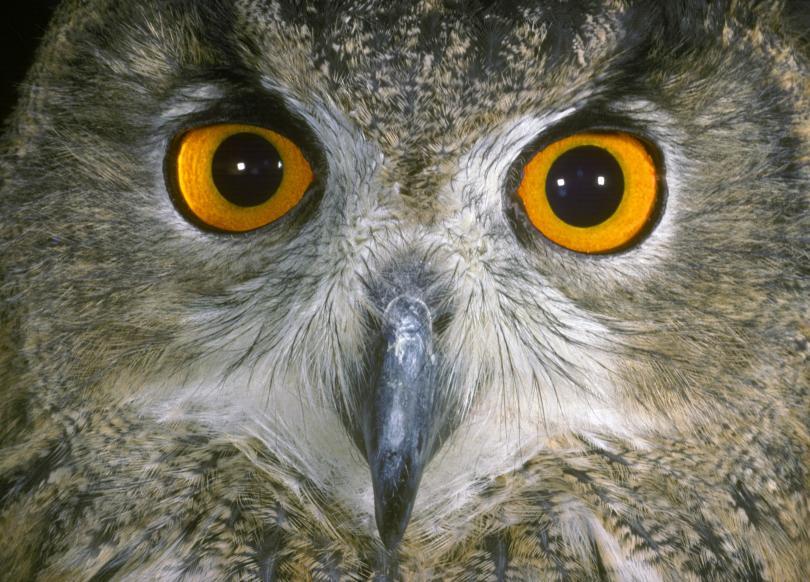 A close up of an Eagle Owl's face - its orange eyes stare straight out at the viewer