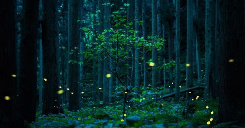 Kazuaki Koseki, Solitary tree