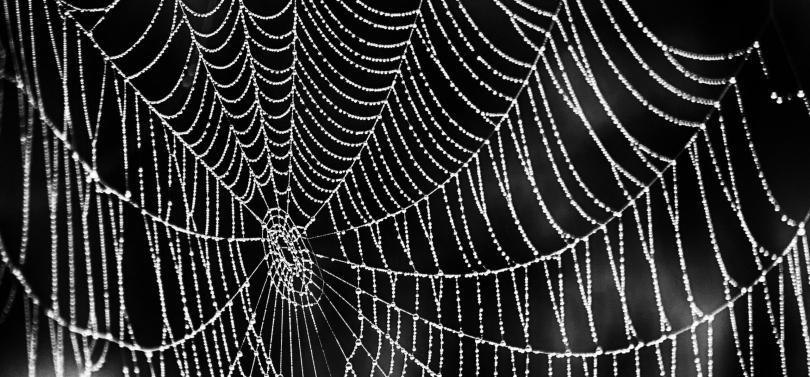 Spider-web