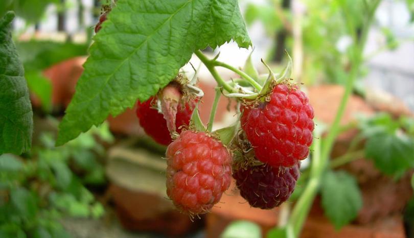 Image of raspberries on the RISC roof garden in Reading