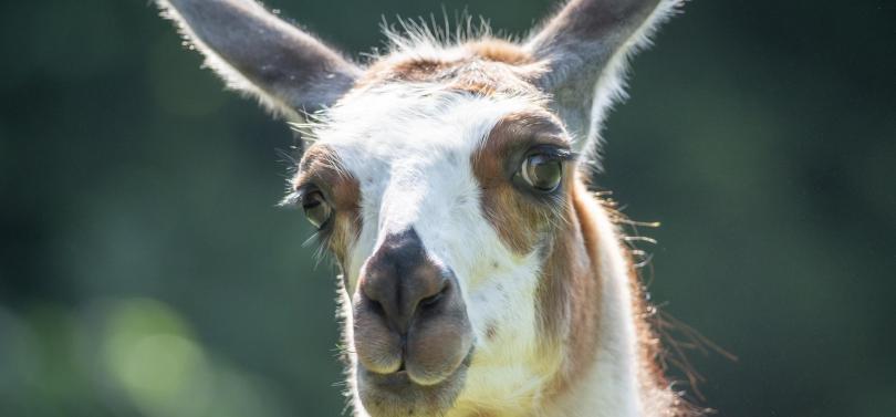 Llama