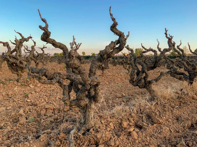 Old Vines, Fine Wines