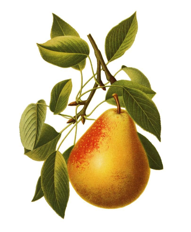 Stock Image of a yellow pear hanging on a branch with green leaves