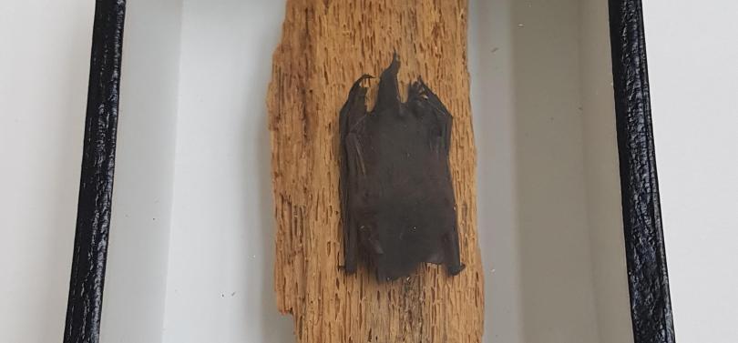 Pipistrelle Bat specimen