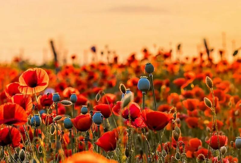 Poppies in a field