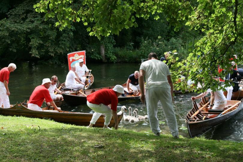 Swan Upping on the Upper Reaches of the Thames