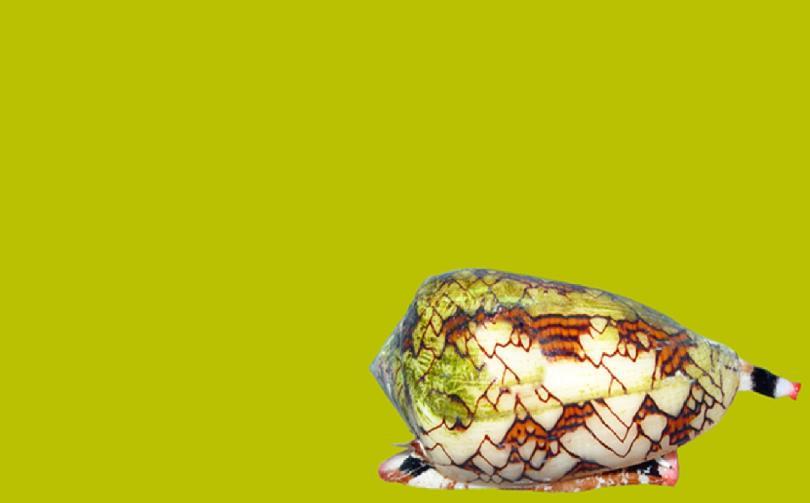 Patterned cone snail shell on a green background