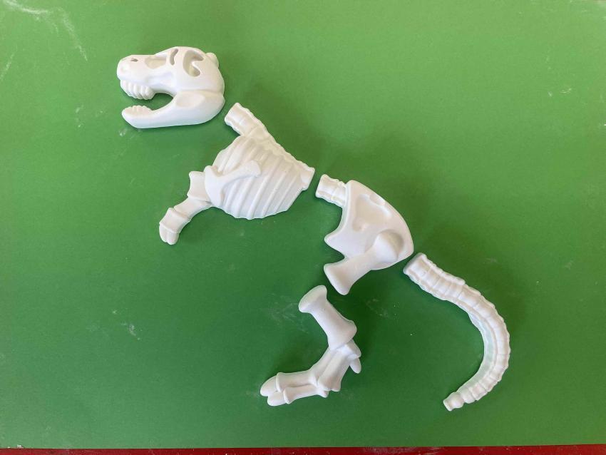 Dinosaur skeleton model