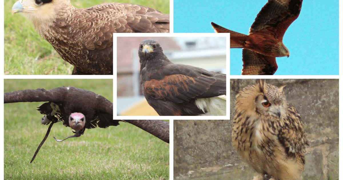 Hawk Reading Harridans, Hedwig and Hawks: Birds in Literature | What's On Reading