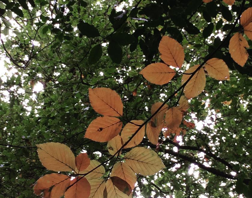 A branch of orange brown leaves with a green leaf canopy behind.
