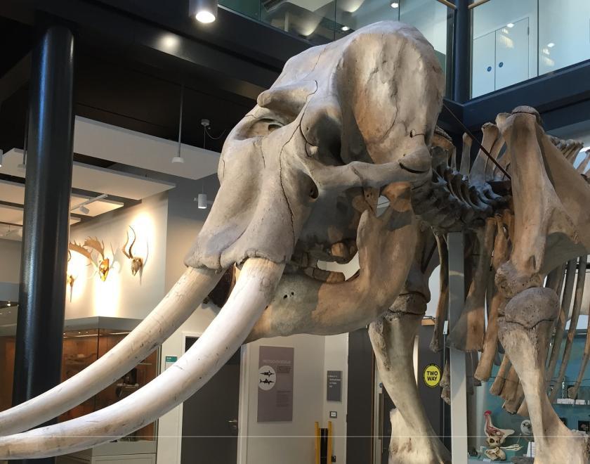 Male Asian elephant skeleton viewed from the left side