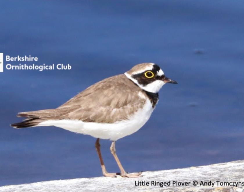 Photo of Little Ringed Plover by Andy Tomczynski