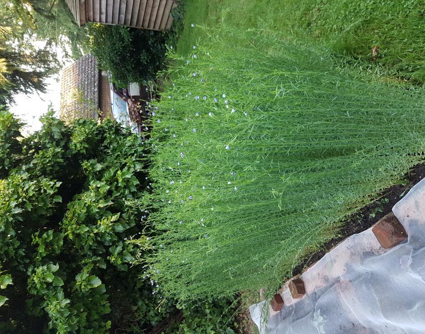 Flax plant in flower